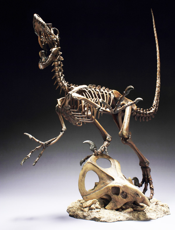 Velociraptor Squelette Fossile PVC Statue 40cm